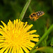 Kommt ein Bienchen geflogen :))  A bee comes flying :))  Une abeille vient voler :))