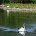 Elter Water swan portrait