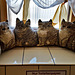 - 00 - WC - Cats - they looks at you !!