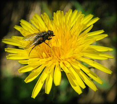 dandelion and fly