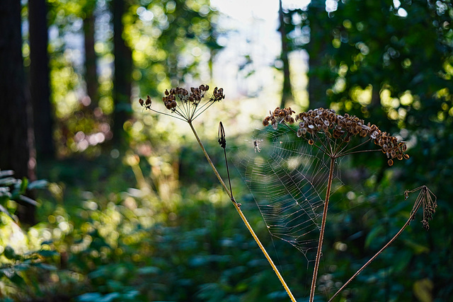 Herbstliches Bokeh - Autumnal bokeh