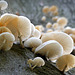 Porcelain fungus ~ Porseleinzwam (Mucidula mucida ~ Oudemansiella mucida)...