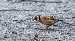 Goldfinch, I don't often see them on the ground