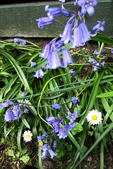 Bluebells And Daisies
