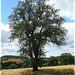 Alter Baum bei Wössingen