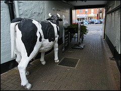 butcher's model cow