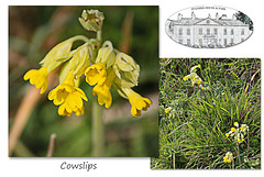 Cowslips at Stanmer Park - 1.4.2016