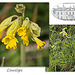 Cowslips at Stanmer Park - 1.4.2016