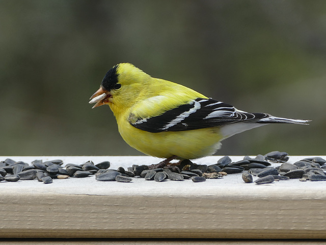 Day 10, American Goldfinch male