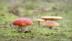 Mushroom Beauties...