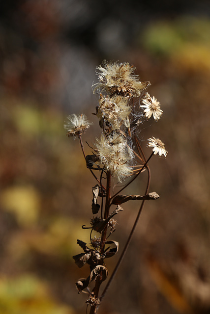 Autumn Flowers Autumn Flowers