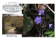 Ground Ivy at Stanmer Park - 1.4.2016