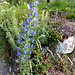 Blaue Natternkopf (Echium vulgare) ©UdoSm