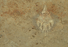 les fossiles de raie BK