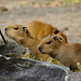 Capybaras (PiP)