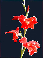 Gladiolen - Sommerblumen... ©UdoSm