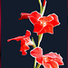 Gladiolen - Sommerblumen... ©UdoSm