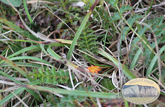 A glowing ember of a flower - Seaford Head Nature Reserve - 23 8 2011