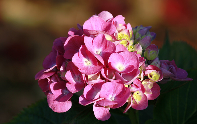 Dernières fleurs d'hortensia