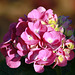 Dernières fleurs d'hortensia