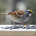 Day 10, White-throated Sparrow