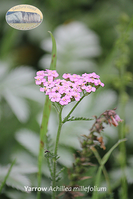 Pink Yarrow - Seaford Head Nature Reserve - 23 8 2011