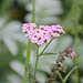 Pink Yarrow - Seaford Head Nature Reserve - 23 8 2011