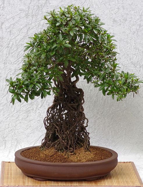 Bonsai Rhododendron