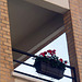 Des fleurs au balcon