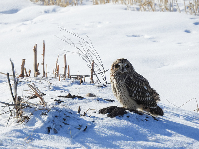 Short-eared Owl on the hunt
