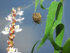 Green lynx spider on Pontederia plant