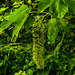 20200517 7508CPw [D~LIP] Berg-Ahorn (Acer pseudoplatanus), UWZ, Bad Salzuflen
