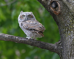 petit-duc maculé / eastern screech-owl