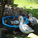 Pilgrim goose family at the pool