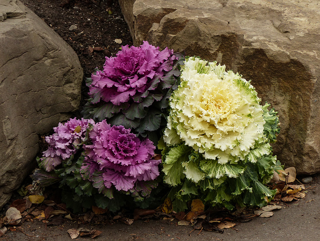 Colour from Ornamental Cabbages