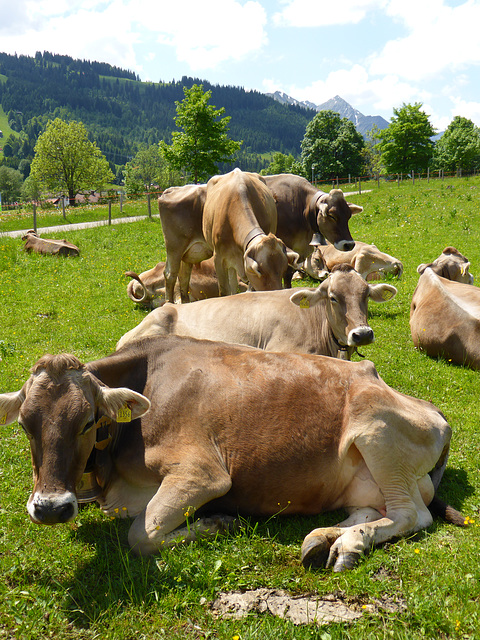 Kühe bei Oberjoch