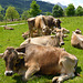 Kühe bei Oberjoch