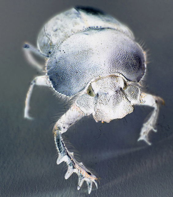 beetle 1