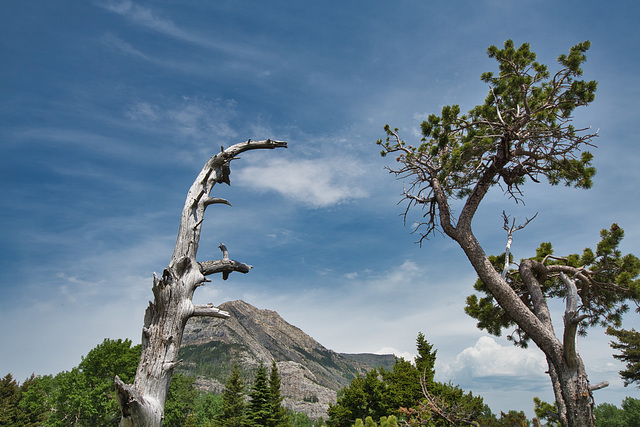 cycle of life in Waterton