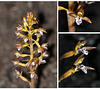 st-bruno-spotted-coral-root-eastern-5-aug-2020-collage