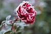 Frostige Rose