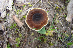 Fungus near Parsons Head