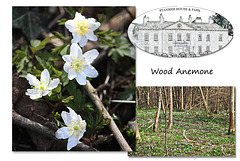 Wood Anemones at Stanmer Park - 1.4.2016