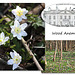 Wood Anemones at Stanmer Park - 1.4.2016