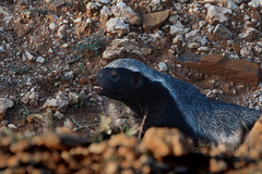 Namibia, The Honey Badger