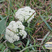 Wild Carrot flowers Seaford Head Nature Reserve 23 8 2011