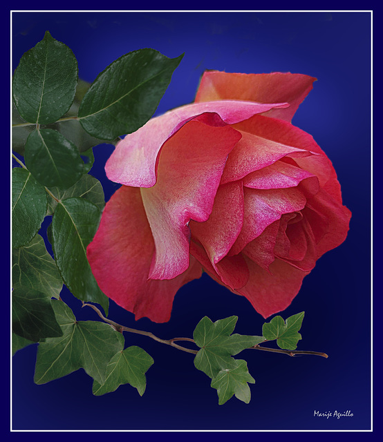 Una rosa muy explícita - Feliz fin de semana a todos