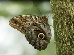 Owl butterfly / Caligo sp.