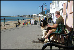 St Bernard at the seaside