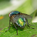 Greenbottle,Blow Fly. Lucilia Caesar